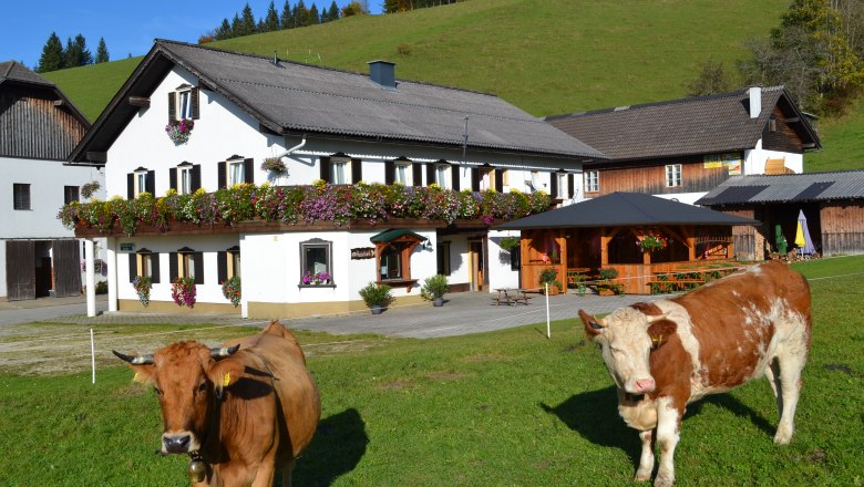 Ein traditionelles Bauernhaus mit Blumenschmuck und zwei K&uuml;hen auf einer gr&uuml;nen Wiese im Vordergrund.