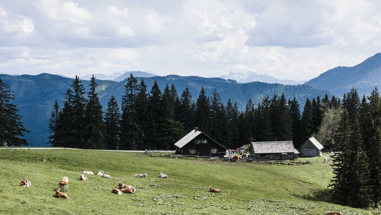 Almhütte mit Kühen auf einer Wiese, umgeben von Bergen und Wäldern.