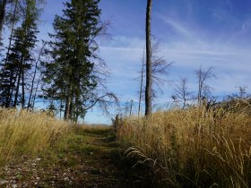 Ascent towards Sonnstein, &copy; Mostviertel