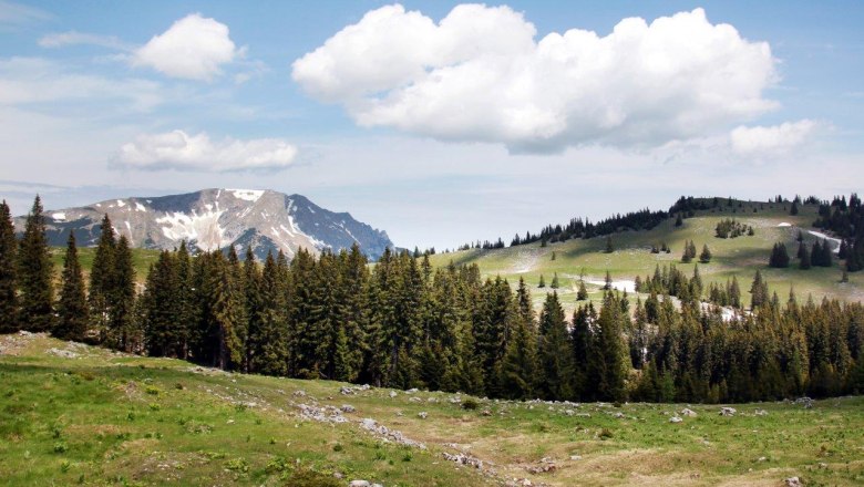 View of the Ötscher from the Feldwiesalm with green meadows, fir trees and snow-covered mountains under a blue sky.