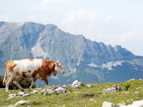 &Ouml;tscherblick von Gemeindealpe, &copy; Mostviertel