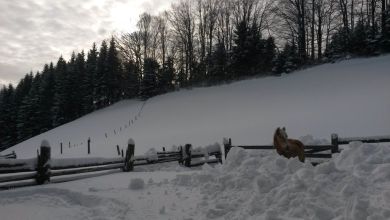 Ferienhaus Zwickelreith, &copy; Ferienhaus Zwickelreith
