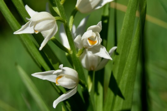 Bot. Cephalanthera longifolia, © David Bock