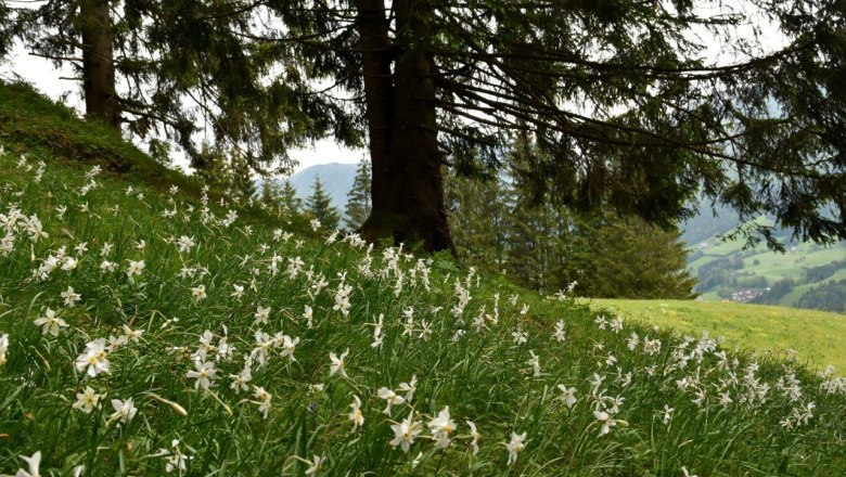 Show meadow in the center of Opponitz, © David Bock