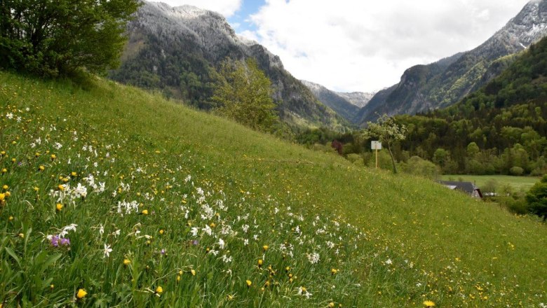 Seehof show meadow near Lunz am See, © David Bock