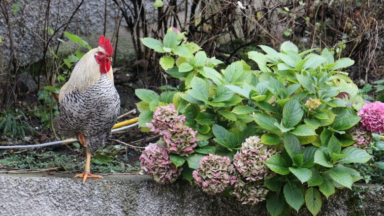 vacation-at-almbauer-10, © Almbauer-Familie Wagner