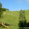 Vacation on the farm-Oberrehau, &copy; Andrea Kronsteiner
