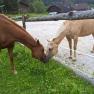 Horses at the Schl&ouml;gelhofer family farm, &copy; Heike und Arthur Schl&ouml;gelhofer