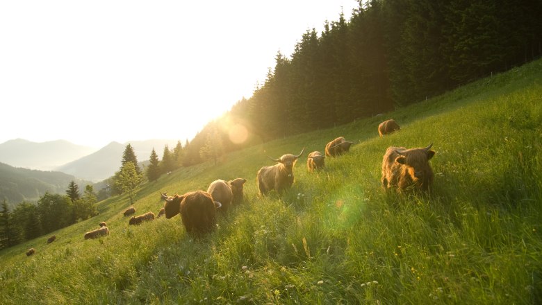 Organic farm Lacken, &copy; Familie Blamauer