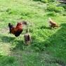 happy chickens, &copy; Patrick Leitner