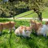 Four red and white cats sit and stand on a green meadow in the sunshine.