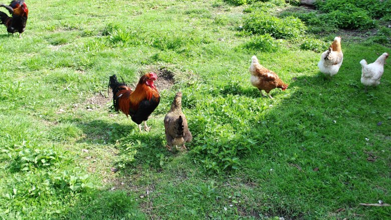 happy chickens, © Patrick Leitner