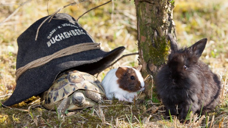 Eine Schildkröte, ein Meerschweinchen und ein Kaninchen neben einem Hut mit der Aufschrift 'Buchenberg'.