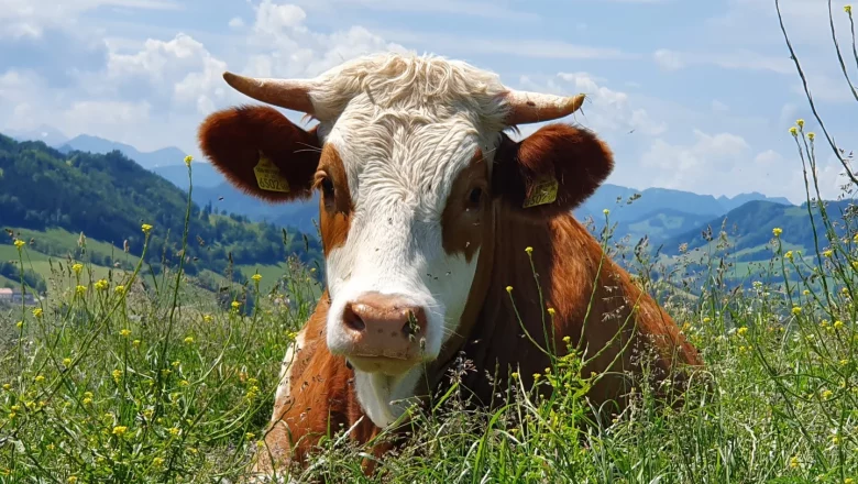 Kuh - Hermine, © Melanie Schweighuber