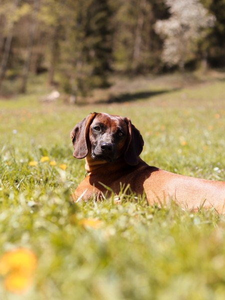 Vierbeinige Wanderpartner sind die Besten!, &copy; Anna Fohringer