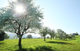 Pear tree blossom, © Mostviertel Tourismus, weinfranz.at