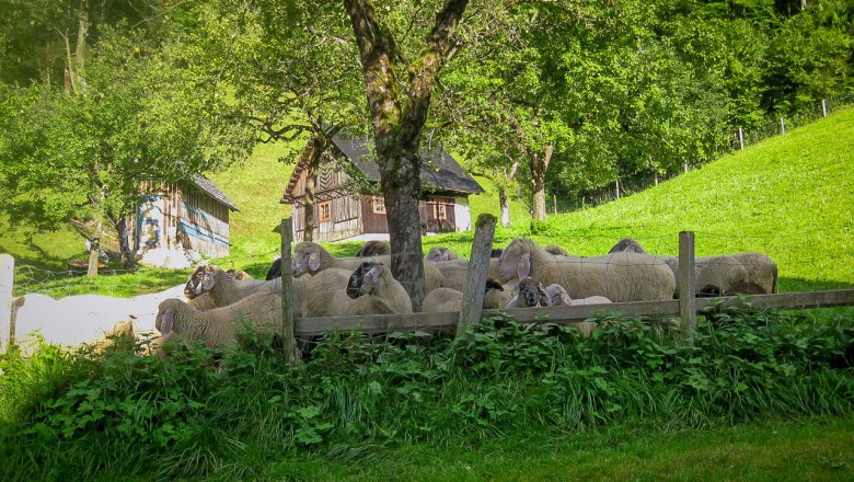 Mendlingbauer, © Mendlingbauer