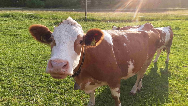 Cows at the Ablass organic farm, &copy; Ablass