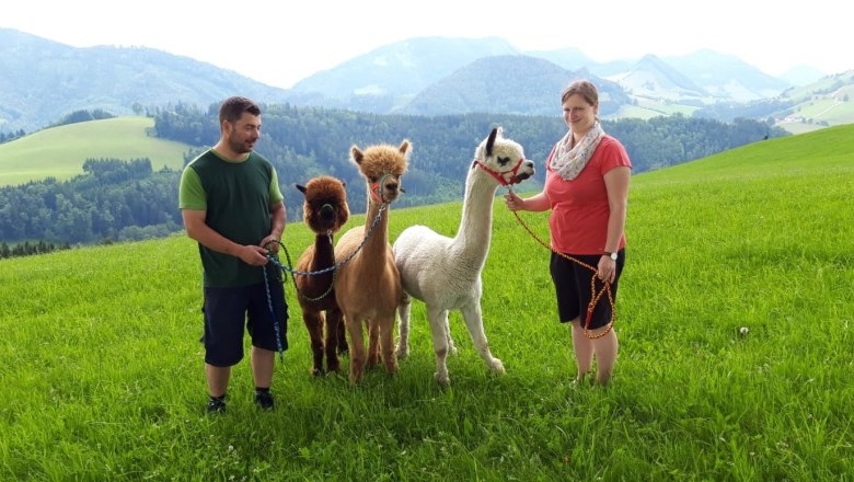 Hiking with the alpacas, © Urlaub am Bauernhof - Fam. Schweighuber
