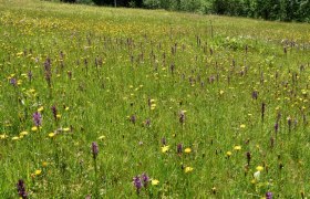 Show meadow Ablass near G&ouml;stling an der Ybbs, &copy; David Bock