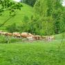 Vacation on the farm-Oberrehau, &copy; Andrea Kronsteiner