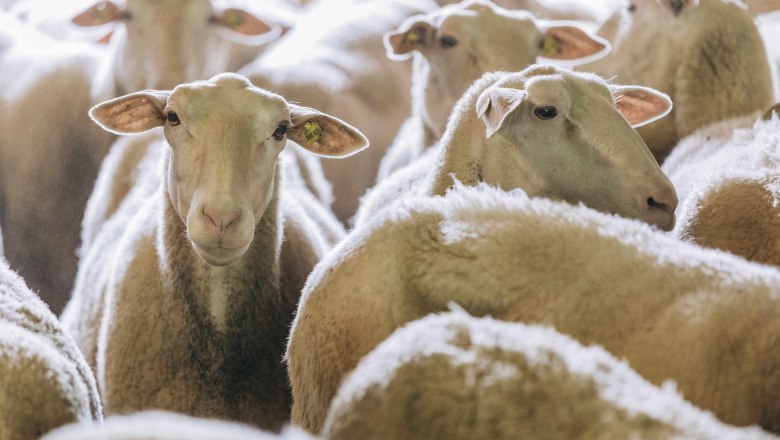 Biobauernhof Orth, &copy; Martin Erd