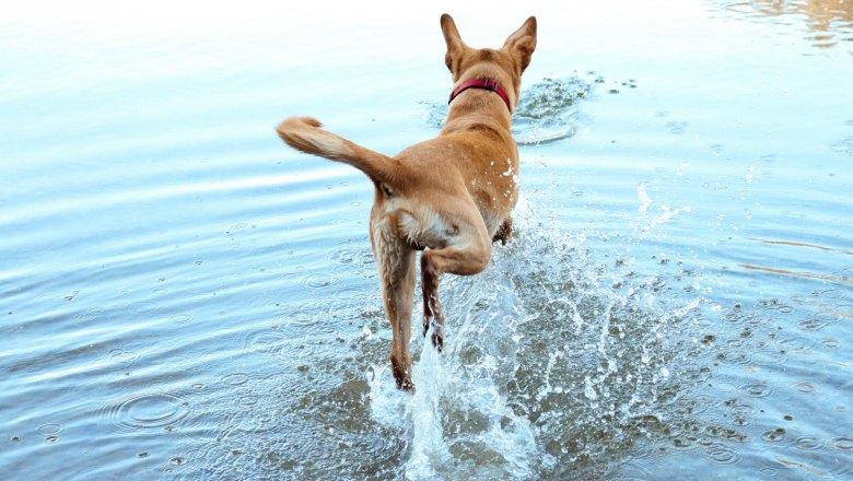 Having fun together, © Anna Fohringer