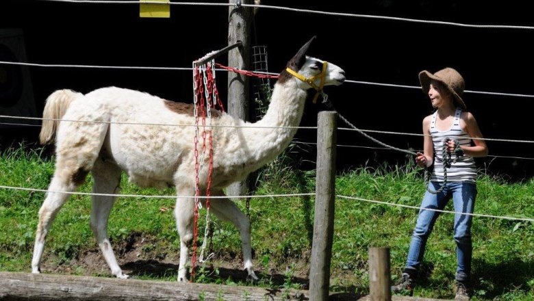 A child leads a llama on a leash along a fence in a meadow.