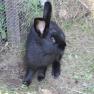 Rabbits at the Kirchau vacation farm, &copy; Ferienhof Kirchau