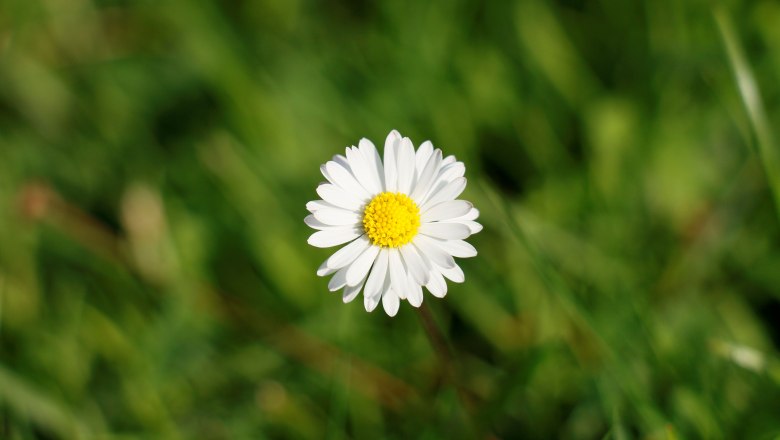 vacation-at-almbauer-13, &copy; Almbauer-Familie Wagner