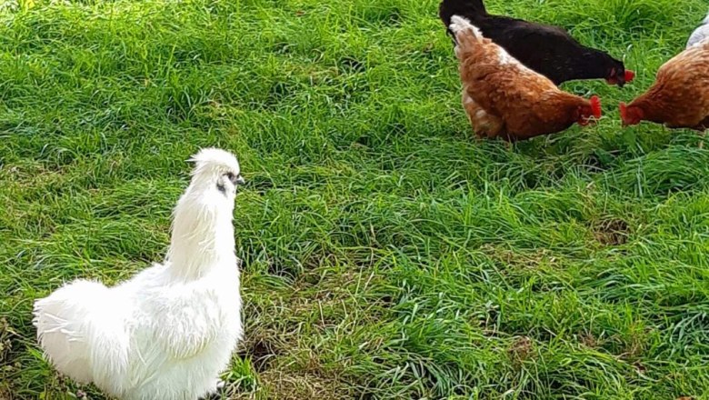 Urlaub am Bauernhof-Oberrehau, &copy; Andrea Kronsteiner