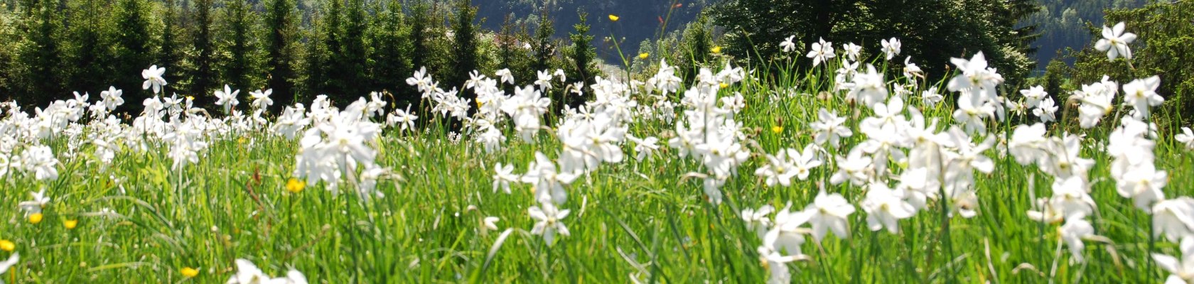 Frühling in Opponitz