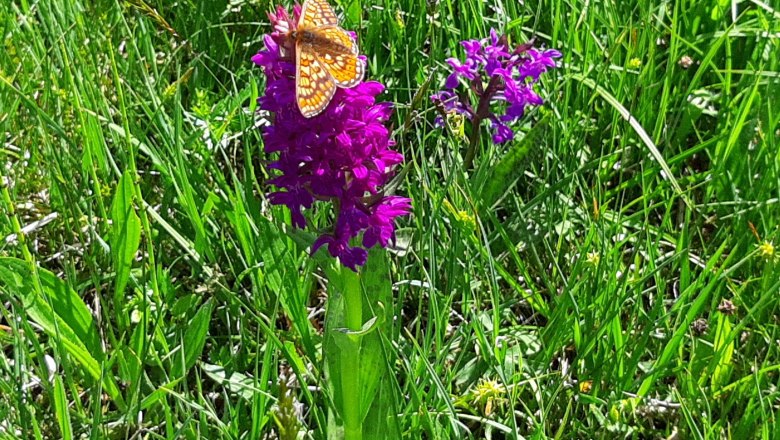 Flower meadow at the Ablass organic farm, © Ablass