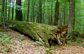 Wildnisgebiet Dürrenstein-Lassingtal, © zVg