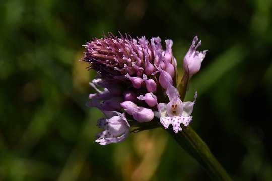 Bot. Traunsteinera globosa, © David Bock