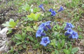 Gentian on the way to the Ybbstalerh&uuml;tte, &copy; TV G&ouml;stlinger Alpen