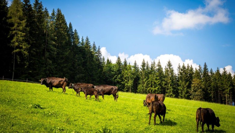 Organic Wagyuhof Reingrub, &copy; Theo Kust