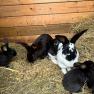 Rabbits in a hutch with hay and feed.