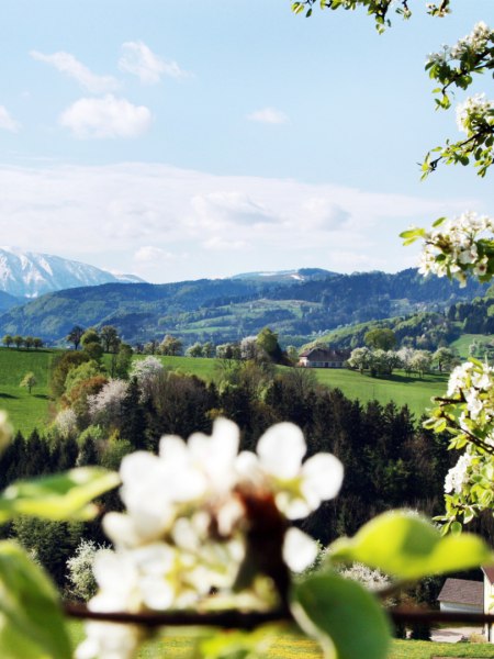 Der Fr&uuml;hling steht vor der T&uuml;r!, &copy; weinfranz.at