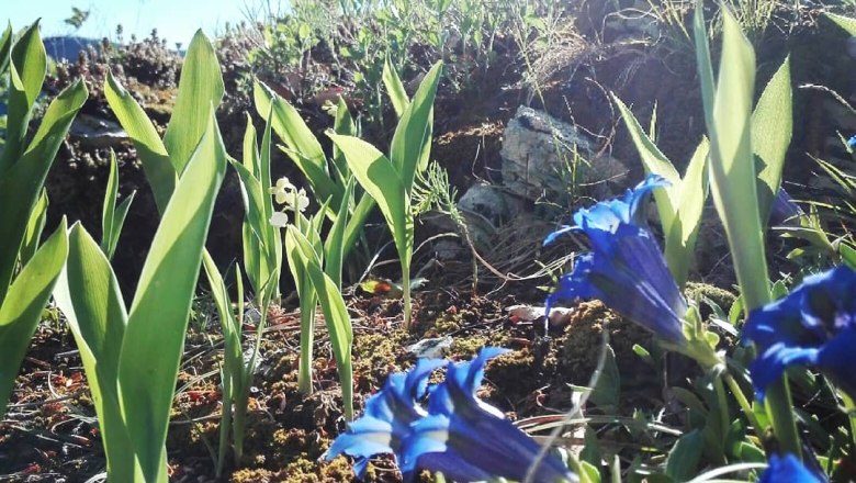 Vacation homes Kogelsbach, &copy; S. Heigl / Ferienh&auml;user Kogelsbach