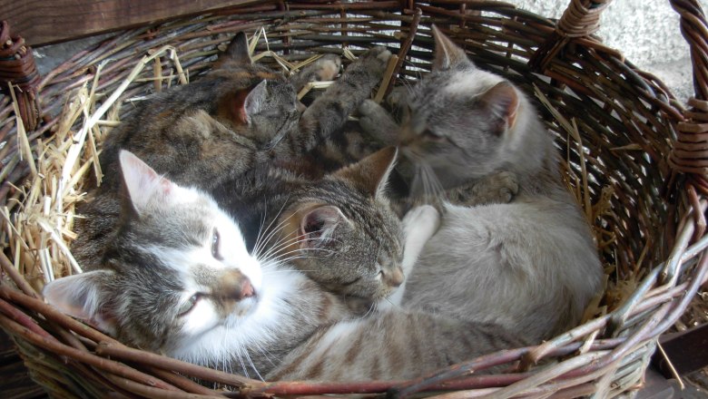 Kittens, © Familie Baumann