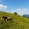 Alpine pasture with cows and shepherd, the Ötscher in the background.