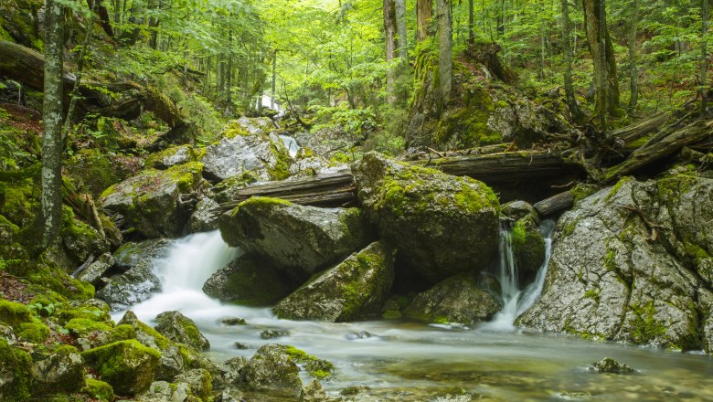 Dürrenstein-Lassingtal Wilderness, © Hans Glader