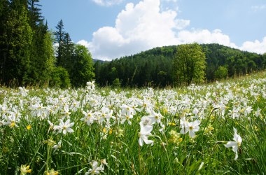 Narzissenblüte, © Mostviertel Tourismus GmbH