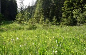 Promau show meadow near Hollenstein an der Ybbs, © David Bock