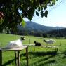 Our goats enjoy the sunshine., © Ablaß