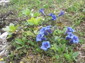 Gentian on the way to the Ybbstalerh&uuml;tte, &copy; TV G&ouml;stlinger Alpen