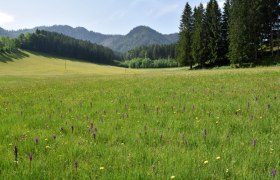 Seisenbachau show meadow near G&ouml;stling an der Ybbs, &copy; David Bock