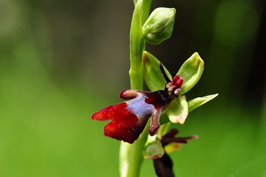 Bot. Ophrys insectifera, © David Bock