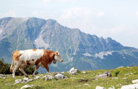 &Ouml;tscherblick von Gemeindealpe, &copy; Mostviertel